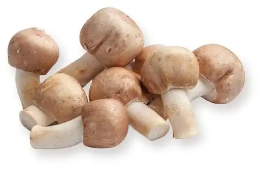 Organic Agaricus Blazei Powder11.webp.jpg